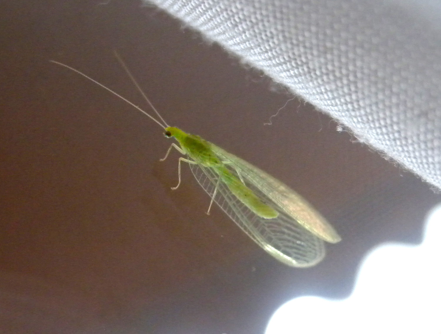 Chrysoperla ?